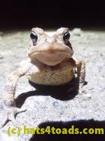 /home//u458753944/public_html/sourcegallery//////////Roxborough Toad Detour/2022/2022-03-19/P3190894.JPG